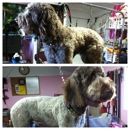 Dogtails grooming - Pet Services