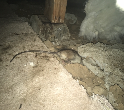 South Bay Rodent Proofing - San Jose, CA