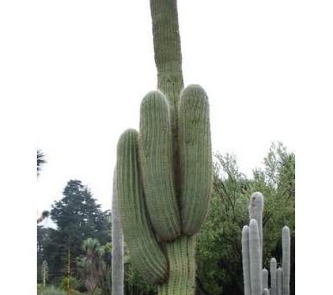 Custom Cactus - Phoenix, AZ