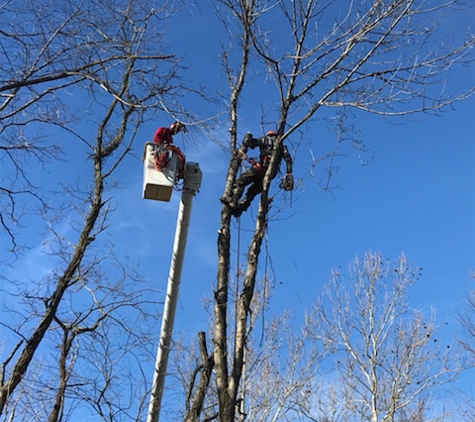 Martin's Tree Service - Eaton, OH