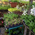 Susan's Greenhouse