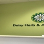 Daisy Herb & Acupuncture