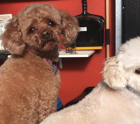 Superb Dog Grooming - Wheelers Hill, VIC. My fur babies!