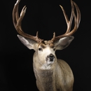 Alpine Custom Taxidermy - Taxidermists