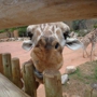 Ent Credit Union ATM - Cheyenne Mountain Zoo