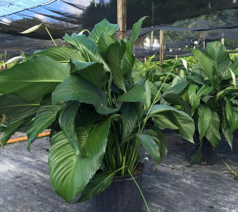 Amazon Plants and aggregate - Miami, FL