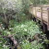 Lettuce Lake Regional Park gallery