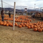 Toll House Pumpkin Patch