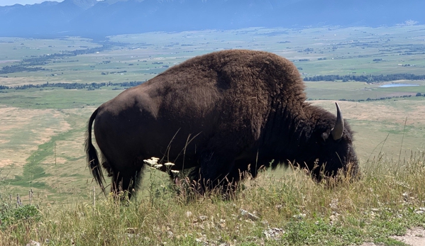 Bison Range - Charlo, MT