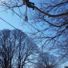American Aerial Tree Experts