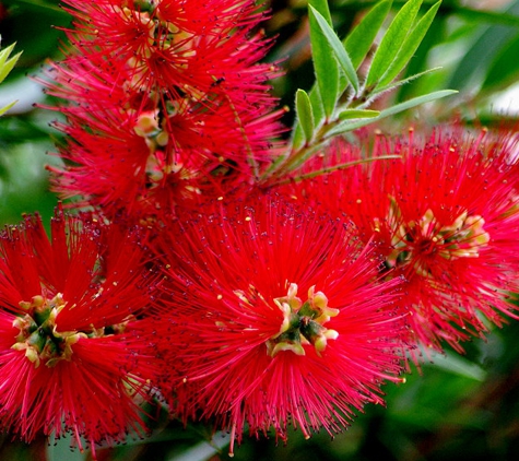 Hunter Region Botanic Gardens - Heatherbrae, NSW