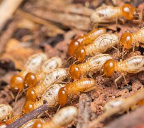 Ecola Termite & Pest Management - Fontana, CA