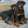 Dupree's Rottweiler Breeding and Stud Services gallery