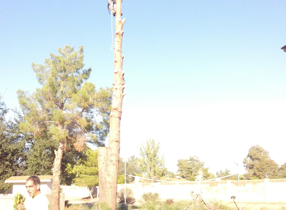 Beckwith Arboriculture LLC - Glendale, AZ