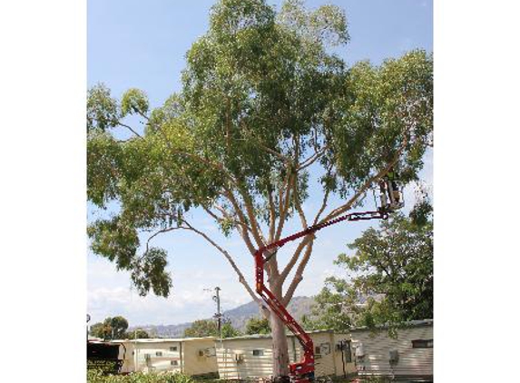 Local Tree Care - Baranduda, VIC