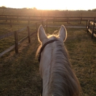 Soaring Eagle Stables & Equestrian Center