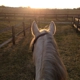 Soaring Eagle Stables & Equestrian Center