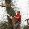 Arelica Tree Service gallery