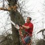 Arelica Tree Service