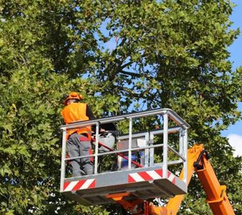 Tree Tech Services - Sacramento, CA