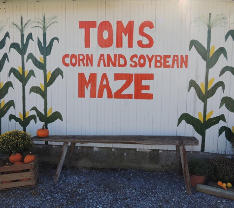 Toms' Corn Maze - Lebanon, PA