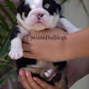 UpstateBulldogs - Pet Breeders