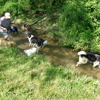 Spring Valley Farm Dog Care gallery