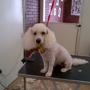 Doggy Wash Pet Grooming