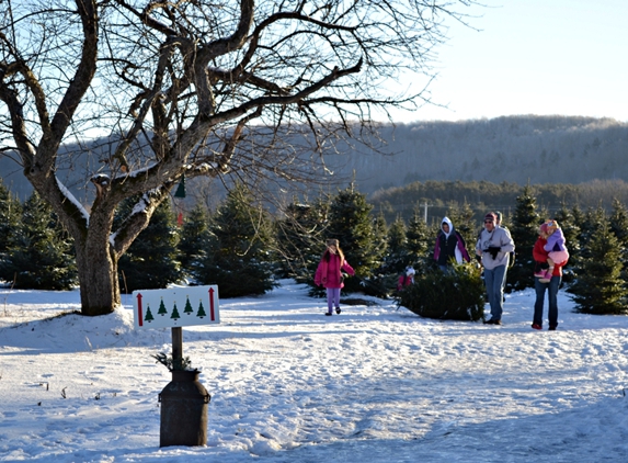 Evergreen View Farm - Choose & Cut Christmas Trees - Lowville, NY