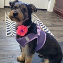 Suzy's Grooming - Pet Grooming