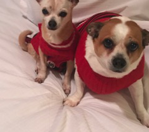 Pet Concierge Tampa Bay Dog Walking & Pet Sitting - Seminole, FL. Toby & Sam