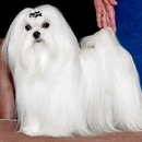 Silver Brook Maltese - Pet Breeders