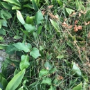 Merv's Mulch and Landscaping - Gardeners
