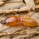 Accurate Termite & Pest Solutions - Pest Control Services