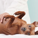 Blue Ravine Animal Hospital - Pet Services