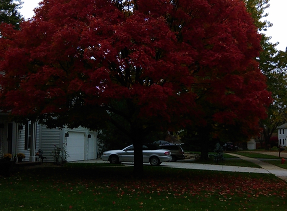 Mendez Tree Services - Aurora, IL