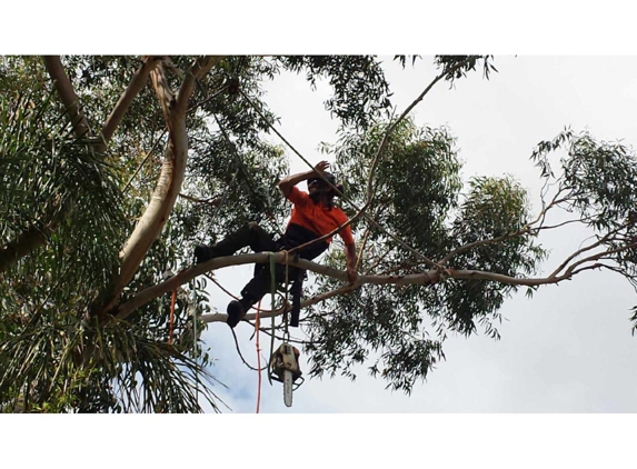Branching Out Tree Care - Barragup, WA