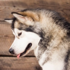 Sawtooth Alaskan Malamutes