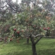 Sewall Orchard