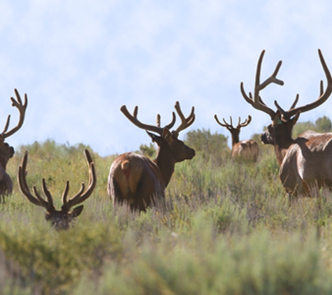 Discounted Hunting Adventures and Vouchers - Longmont, CO