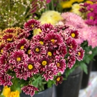 Flower Barn Of Hillsborough