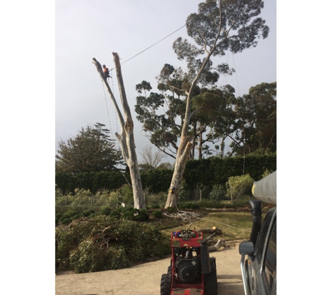 Cut It Right Tree Service - Mornington, VIC