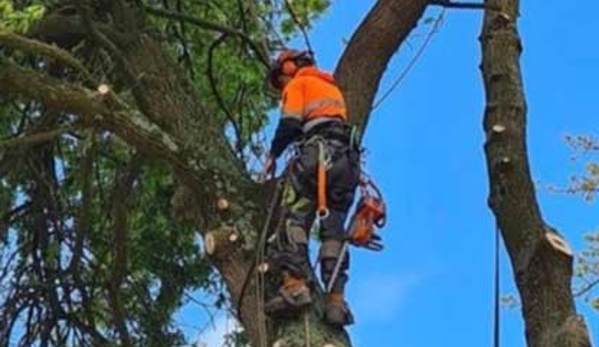 BSK tree services pty ltd