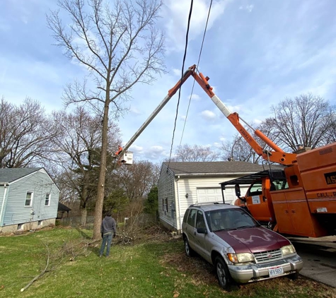 Ash Tree Service Pro