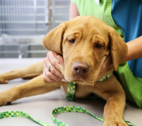 AniMed Animal Hospital - Blue Springs, MO