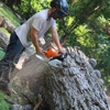 Pura Vida Tree Service gallery