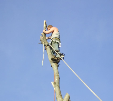 AAA Quality Tree Service - Auburn, CA