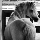 Vantage Point Equestrian - Horse Training
