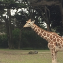 San Francisco Zoo & Gardens - Zoos