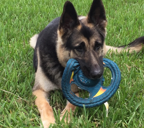 Planned Pethood - Zephyrhills, FL. He loves to fetch